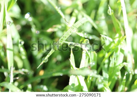 Morning Dew On The Winter Grass