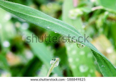 Blade of grass with two drops of water in a yard