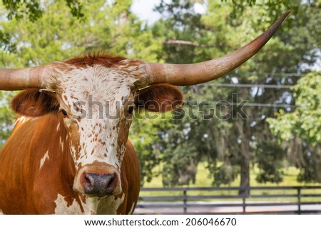 Brown and white miniature Texas longhorn cow head and horns in field facing camera