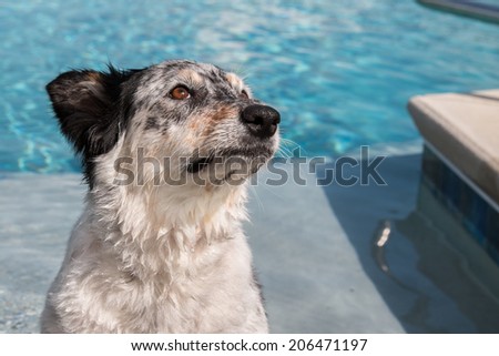 Border collie / Australian shepherd dog sitting in pool wet water looking afraid fearful hopeful wistful obedient guilty