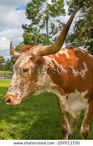 Brown and white miniature Texas longhorn cow head and horns in field