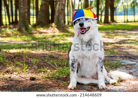 Border Collie / Australian shepherd mix dog happy siting down outside wearing colorful propeller beanie ready for a birthday costume Halloween party