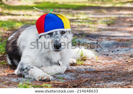 Border Collie / Australian shepherd mix dog laying down outside wearing colorful propeller beanie ready for a birthday costume Halloween party looking sad forlorn unhappy lonely worried