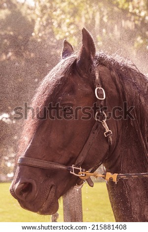 Black brown friesian / frisian horse wet getting a bath with a vintage retro filter