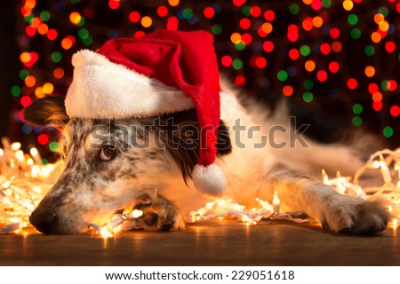 Border collie Australian shepherd dog lying down on white Christmas lights with colorful bokeh sparkling lights in background looking hopeful wishful believing celebratory concerned doubtful guilty