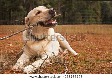Yellow Labrador retriever dog chewing stick outside in yard looking happy content relaxed