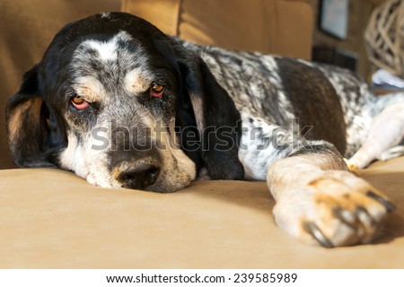 Closeup of a bluetick coonhound hunting dog relaxing on a couch looking sad tired worn out retired exhausted old aged comfortable