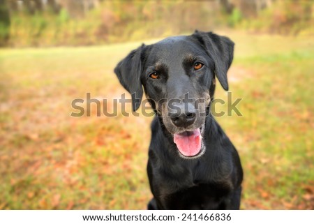 Black labrador retriever greyhound mix dog sitting outside looking curious watching waiting alert while happy panting and staring at camera