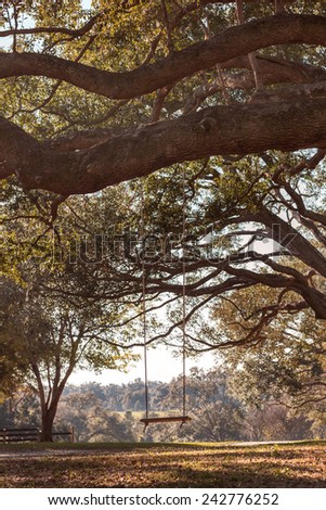 Empty rustic wooden swing hanging by rope on large live oak tree branch in the countryside at a farm or ranch looking serene peaceful calm relaxing beautiful southern