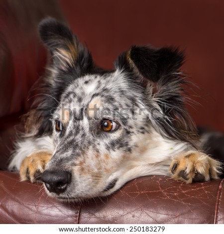 Border collie/ Australian shepherd dog on brown leather couch armchair looking happy comfortable lounging on furniture waiting watching curious cute uncertain with paws next to face
