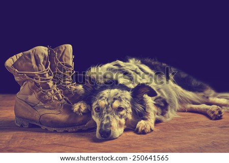 Border collie Australian shepherd dog lying on veteran military combat boots looking sad grief stricken in mourning depressed abandoned alone bereaved worried feeling heartbreak with vintage filter
