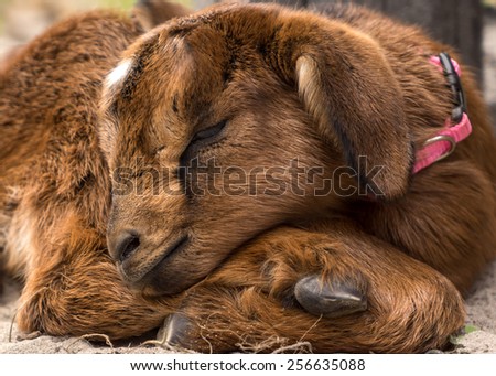 Closeup of a little tiny newborn baby goat kid curled up and sleeping outside on a farm or ranch alone looking adorable cute fluffy peaceful exhausted unaware