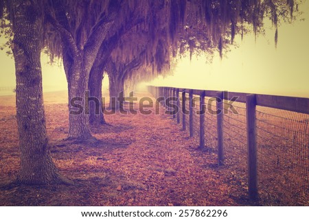 Tree lined fence next to pasture field meadow open space in rural country with spanish moss hanging down on a foggy misty morning looking peaceful serene relaxing solitary with vintage retro filter