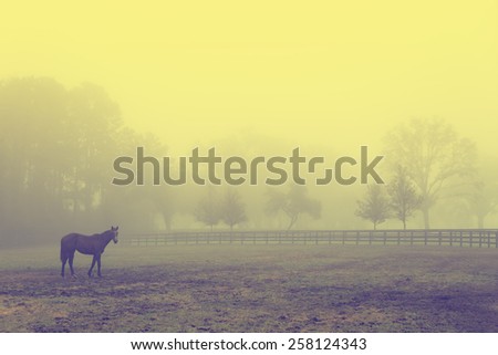 Lonely solitary horse equine in an open grassy field meadow pasture in the fog looking empty dismal depressing desolate bleak stark grim dramatic moody drab dim dull