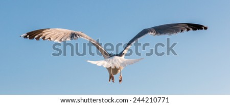 Similar – Image, Stock Photo #AS# flying away Seagull