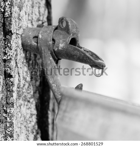 Black and white picture of maple sap dripping into bucket - Macro - Shallow depth of field