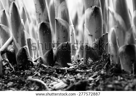 Black and white picture of hosta sprouts emerging in the spring - Macro - Shallow depth of field