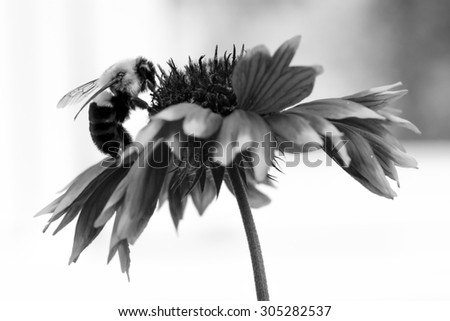 Macro of a bumblebee on a flower gathering nectar - Black and white - Shallow depth of field