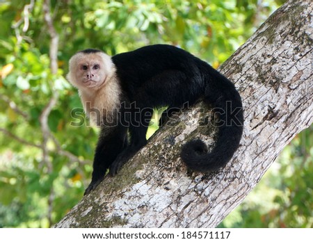 White-faced Capuchin,  Parque Nacional Manuel Antonio, Costa Rica