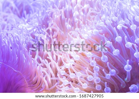 Similar – Image, Stock Photo Glowing coral reef in ocean