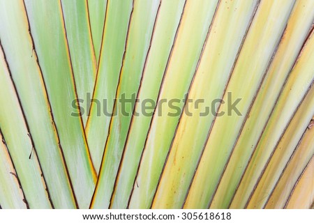 Texture of tree bark. Palm tree. Background. Pattern of tropical Palm trunk. Traveller\'s- tree , Ravenala madagascariensis Palm use for background. Banana tree texture and background