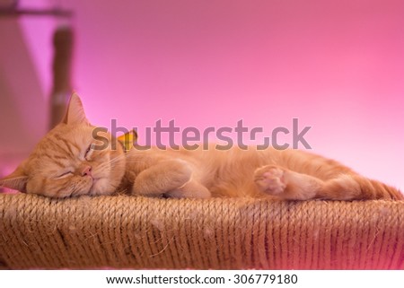 Peaceful orange red tabby cat male kitten curled up sleeping.