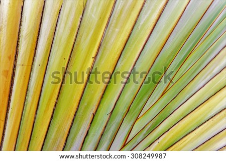 Texture of tree bark. Palm tree. Background. Pattern of tropical Palm trunk. Traveller\'s- tree , Ravenala madagascariensis Palm use for background. Banana tree texture and background