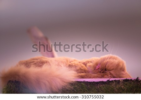 Peaceful orange red tabby cat male kitten curled up sleeping.