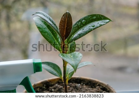 The top of the young ficus is sprayed with foliar fertilizer for houseplants. Copy space. Photo stock © 