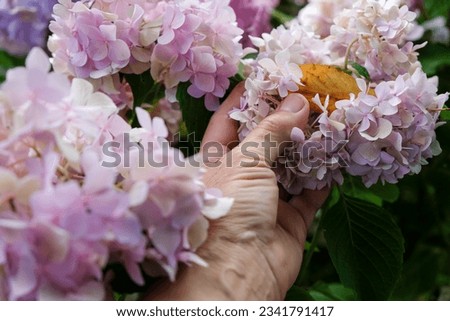 Foto Bild verblühte Hortensienblüten im Gegenlicht