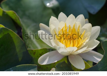 White lotus, bloom beautifully in the spring.