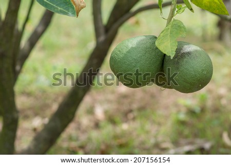 Lemon in the garden, grow, and be ready to  sales.