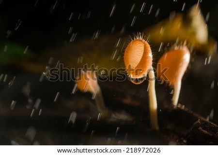 Coat mushrooms in the rain is pouring down.