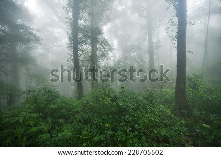Condition of the forest in the rain forest on Mount Mokoju,Kamphaeng Phet, Thailand