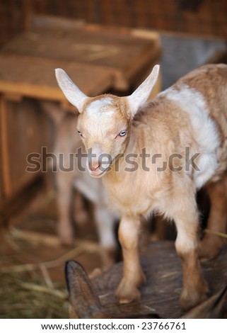 Barn Yard Farm Animal Baby Billy Goat