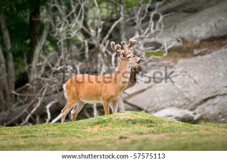 Animal Wildlife White Tailed Deer in Western North Carolina Blue Ridge Mountains
