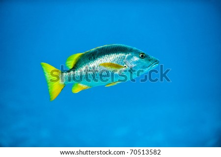 Tropical Silver Fish in Caribbean Reef Deep Blue Sea Water showing shiny scales and yellow fins