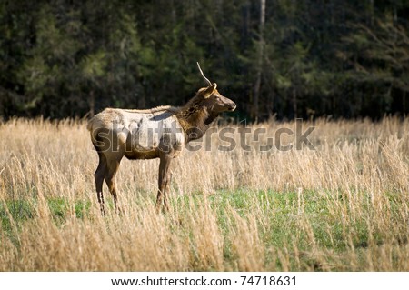 Elk Wildlife Photography in Great Smoky Mountains National Park Cataloochee Valley