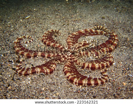 Mimic Octopus on display