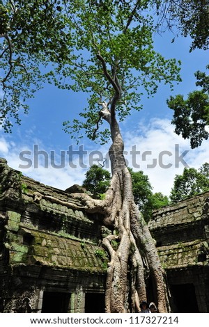 Tall fig tree growing on the walls of Ta Prohm (also known as Tomb Raider) temple in Siem Reap, Cambodia