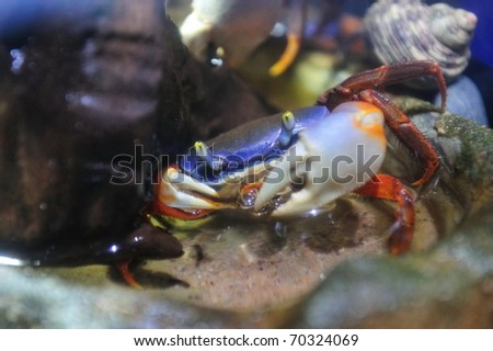 Rainbow crab (Cardisoma armatum) ready to fight