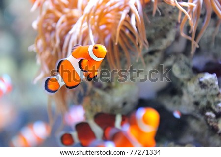 Clown fish swimming in the corals