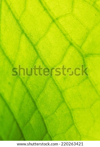 Lotus leaf macro pattern of green