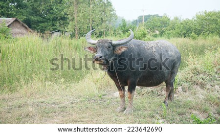 Thai Buffalo on nature background.