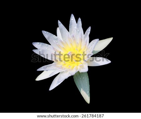 Lotus flower with black background.