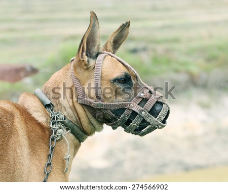 Portrait of a pit Bull Dog wearing a muzzle