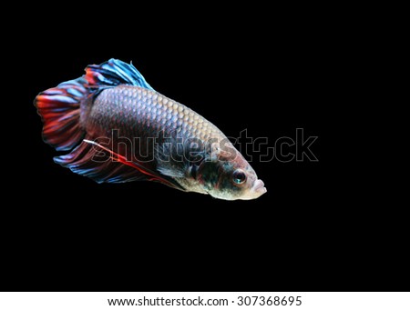 Betta fish, siamese fighting fish, isolated on black background.Focus on the eyes.