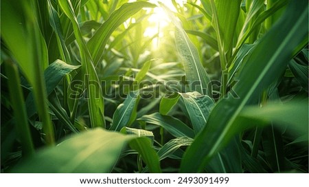 Similar – Image, Stock Photo Close up of Green Fern