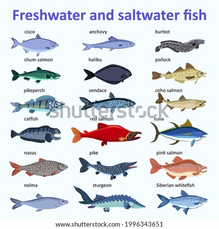 Freshwater fish and saltwater fish. Types and varieties of fish. Burbot, anchovy, vendace, chum salmon, catfish, tuna, pike, sturgeon, salmon, etc. Isolated over white.