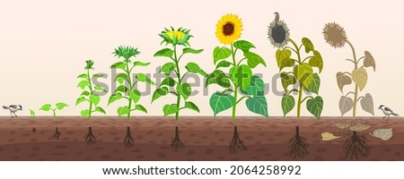Sunflower life cycle. From seed to flowering, fruiting and wilting. Birds are carriers of plant seeds. Sunflower roots.